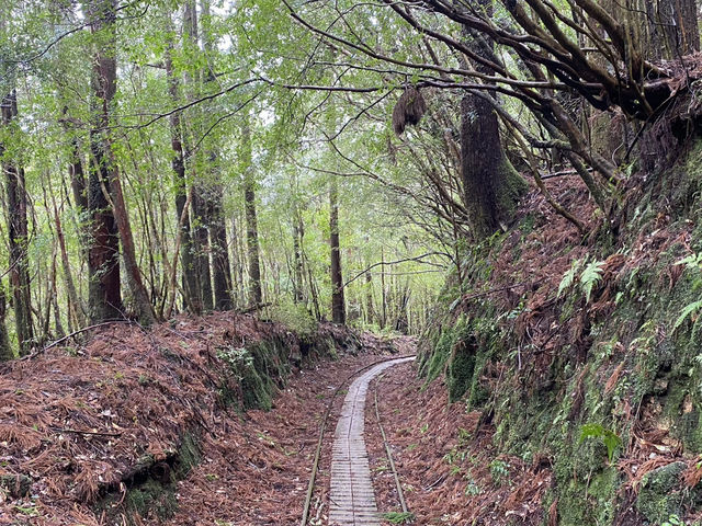 屋久島の縄文杉までの道が幻想的すぎた！