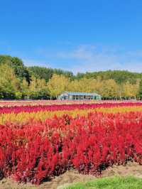 【カラフル💐北海道・富良野お花畑🪻】 