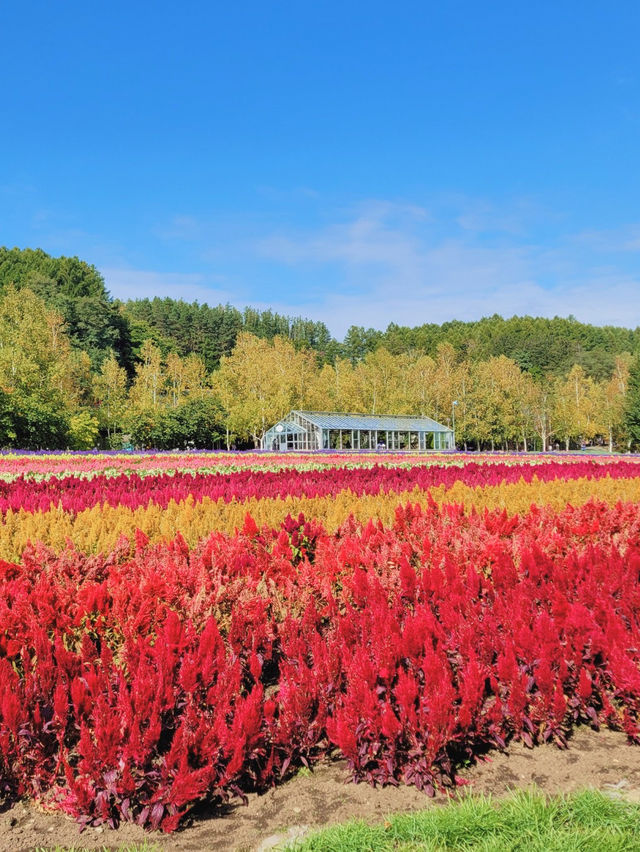 【カラフル💐北海道・富良野お花畑🪻】 