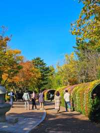 가을 🍂 이맘때쯤 대구에서 열리는 국화축제