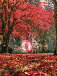 【和歌山】まもなく紅葉が見頃🍁秋の高野山