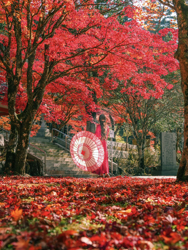 【和歌山】まもなく紅葉が見頃🍁秋の高野山