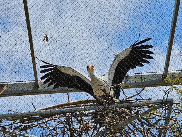 미국 여행 동물을 좋아한다면 San diego zoo❤️