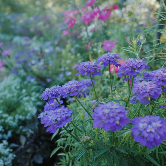 ～英彥山花園～鳥語花香花園～