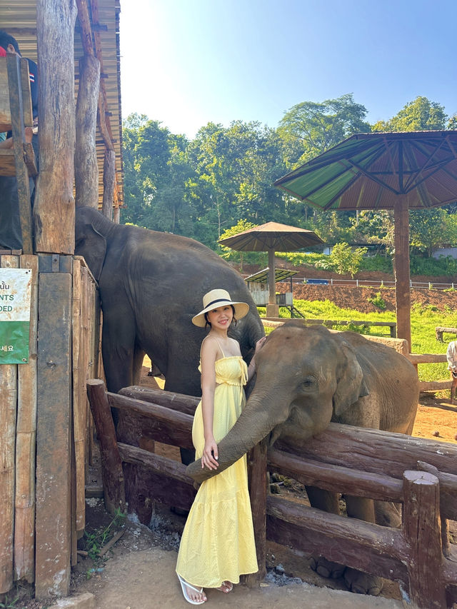코끼리와 사진찍고 먹이주기 체험하기 🐘🍍