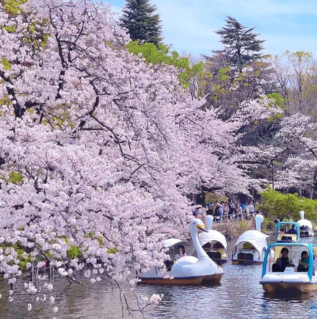 東京景點|東京賞櫻名所—吉祥寺井之頭恩賜公園