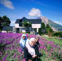 Purple Paradise: Discover the Tranquil Beauty of Lavender Farm Berastagi