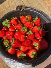 🍓 ไร่สตรอเบอร์รี่เยรีโค