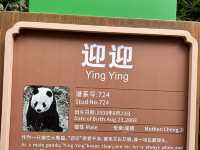 it's PANDA time !!!