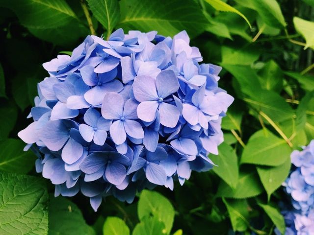 【鎌倉×明月院】あじさいシーズンの絶景スポット