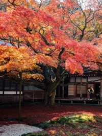 福岡觀楓紅聖地行程🥰超美神寺❤️值得一去