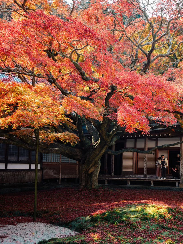福岡觀楓紅聖地行程🥰超美神寺❤️值得一去