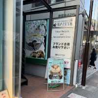 東京表參道附近一天行程推薦🚶🏻‍♀️‍➡️