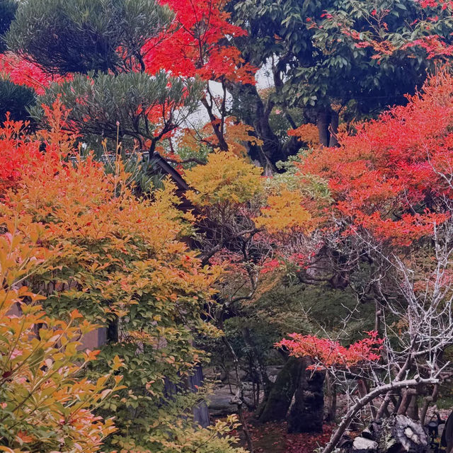 ～大德寺～秋色中的鳥居～