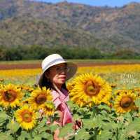 ทุ่งทานตะวัน ไร่วิชาญ ลพบุรี