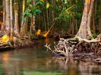 Chillin’ at Krabi’s Emerald Pool: A Hidden Gem