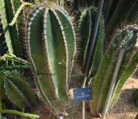 深圳仙湖植物公園