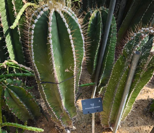深圳仙湖植物公園