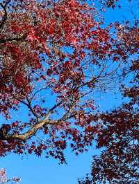 Splendid autumn leaves🍁