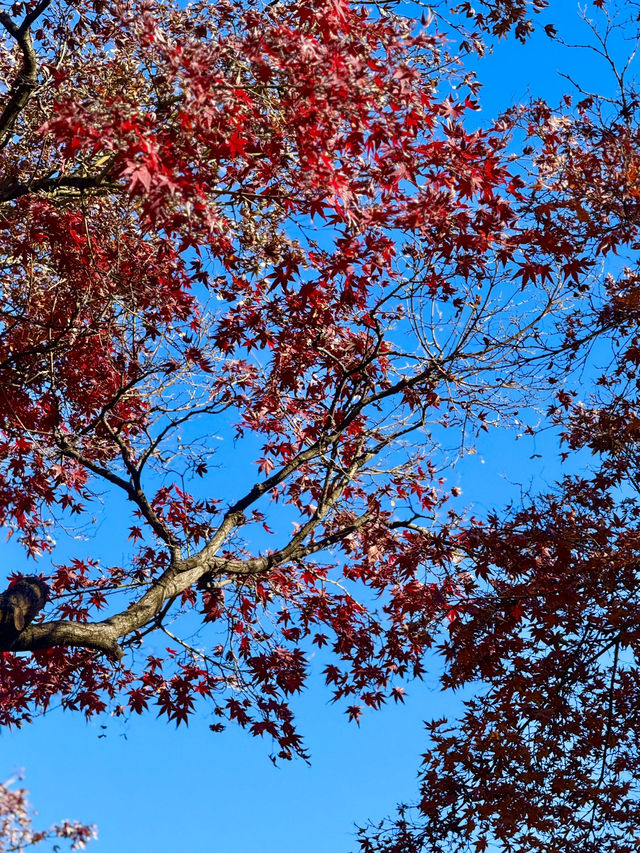 Splendid autumn leaves🍁