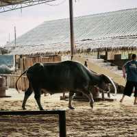 Buffalo Village หมู่บ้านอนุรักษ์ควายไทย