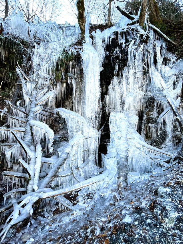 【秩父の冬の風物詩】三大氷柱   「三十槌の氷柱」天然はこちらだけ！