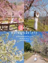 3 จุดถ่ายรูป ซากุระเมืองไทย 🌸🍃