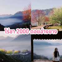 ไร่ชา 2000 ดอยอ่างขาง