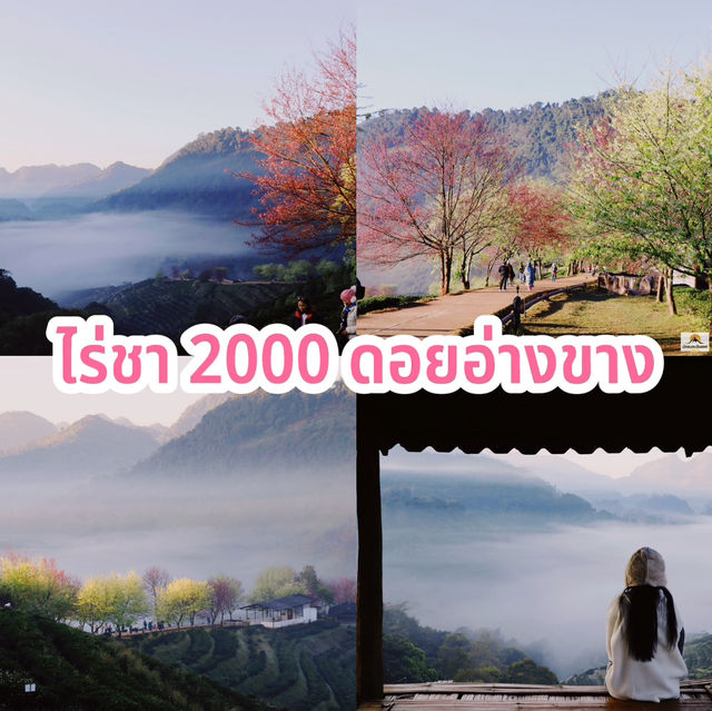 ไร่ชา 2000 ดอยอ่างขาง