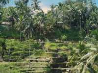 A spectacular view of the green Tegalalang rice terrace💚
