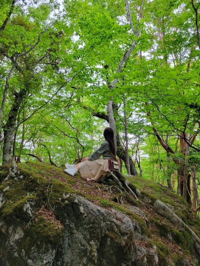 【ヒメシャガの群生地】