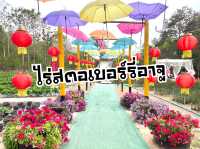 ไร่สตอเบอร์รี่อาจูเด่นชัย จ.แพร่