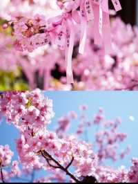 【東京で見られる河津桜】「桜神宮」周辺観光スポットとグルメ