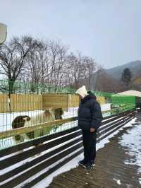 무료로 즐기는 동물농장이 있는 켄싱턴평창
