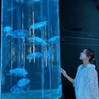 【 超夢幻非一般的海洋體驗 | DMM水族館 】