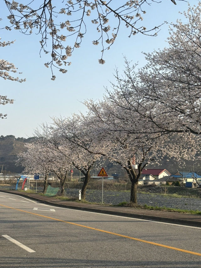 청양 벚꽃