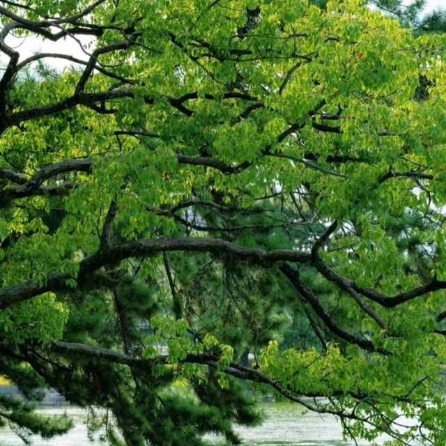 大濠公園：划船遇見西湖的倒影