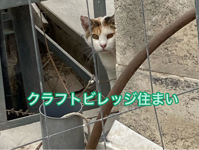 🇲🇹マルタ共和国　ねこコレクション2024.8