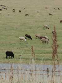 🇨🇳 Waiting for the Herds: A Serene Journey Through Nalati Grassland