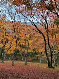 秋は深紅の絨毯が広がる森林公園