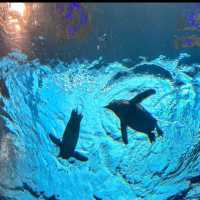 ☺️墨田水族館😍企鵝大觀 🐧🌊
