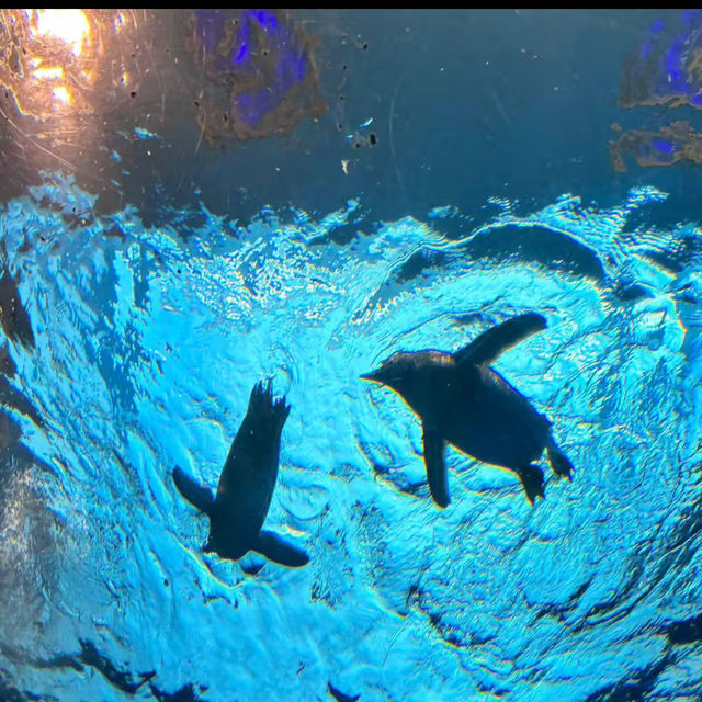 ☺️墨田水族館😍企鵝大觀 🐧🌊