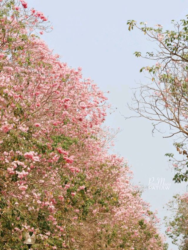 ชมดอกชมพูพันธุ์ทิพย์ ม. เกษตร กำแพงแสน นครปฐม