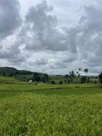 Wee Kacura’s Rice Fields: A Walk Through Time and Tradition 🌾🚶‍♂️