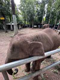 #Chang Mai elephant friends 來場跟大象近距離的接觸吧！