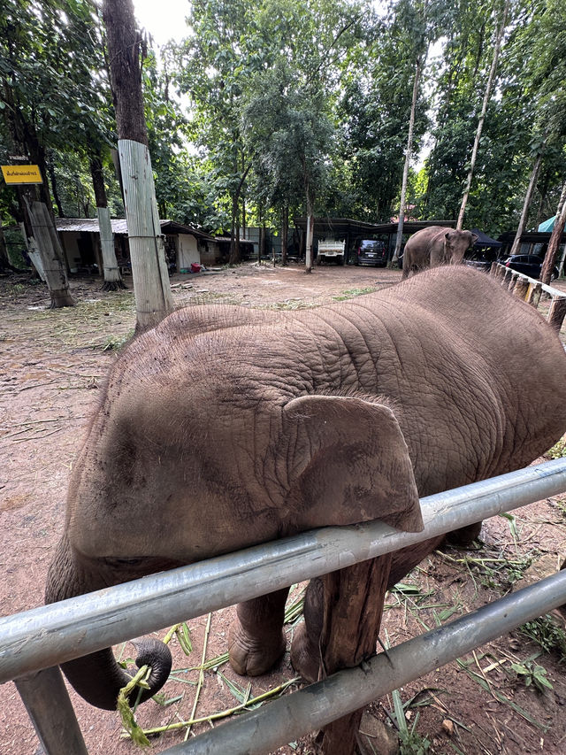 #Chang Mai elephant friends 來場跟大象近距離的接觸吧！