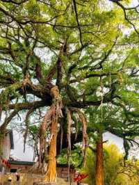 Dragon Claw Banyan: A Remarkable Ancient Tree