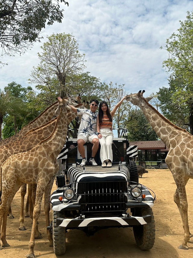 曼谷🇹🇭必推！大城動物園🦒距離近又有滿滿的長頸鹿