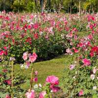 สวนดอกไม้ฮอลลี่ฮ็อค ที่สวยและปังที่สุดในขณะนี้🌸🍃