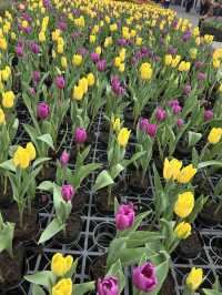 🌸 Zhongshe Flower Market, Taichung: A Blooming Paradise 🌸